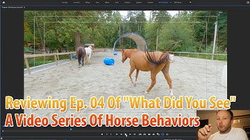 Reviewing Ep. 04 Of "What Did You See" A Video Series Of Horse Behaviors
