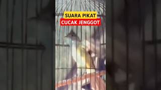 Suara cucak jenggot untuk pikat #pikatcucakjenggot #cucakjenggotpikat #cucakjenggotjawa