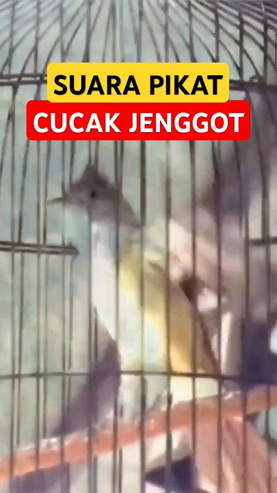 Suara cucak jenggot untuk pikat #pikatcucakjenggot #cucakjenggotpikat #cucakjenggotjawa