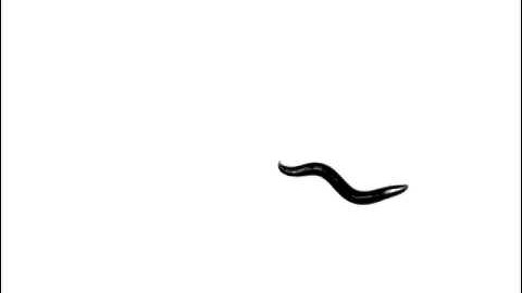 C. elegans wild-type N2 locomotion