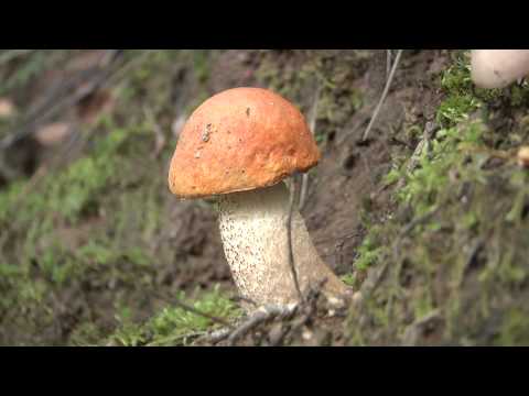 Video: Sēņu Tīrīšana: Rudmatis, Cūkas, Russula, Baravikas, Sēnes, Gailenes, Austeru Sēnes Un Citi