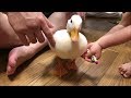 飼い主にナデナデされるコールダック