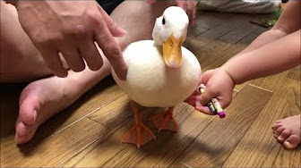 コールダック モコとブッチー Our Pet Call Ducks Moco Butchy