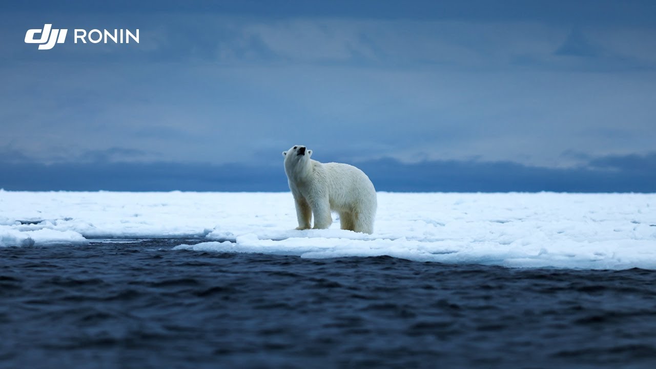 The Arctic Silence: Filming Polar Bears with Ronin 4D ❄️🐾