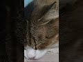 kucing terkapar mendengkur