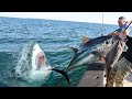 Jaws vs tuna shark attack caught on camera