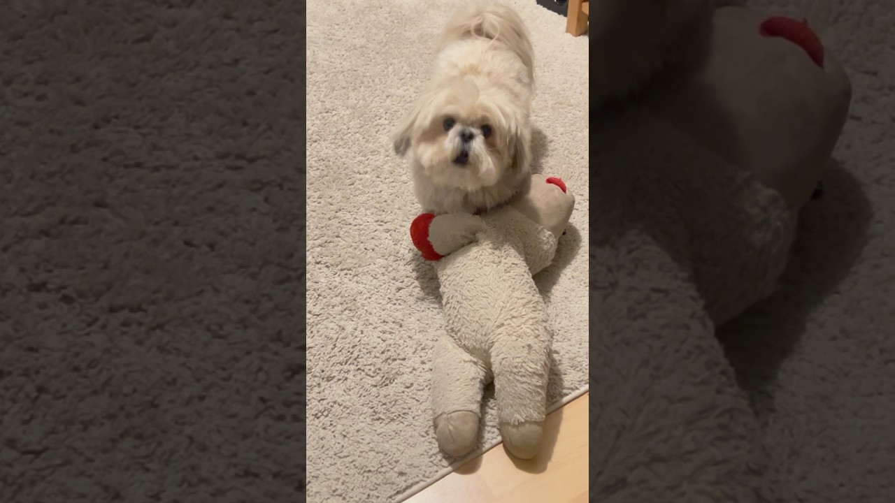 Lamb chopped didn&rsquo;t sign up for this 😱🤷 🕺 🐶 #shihtzu  #dogsofyoutube #dogtoy
