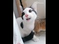 Jack the kitten is the naughtiest kitten in the world, he eats almost anything