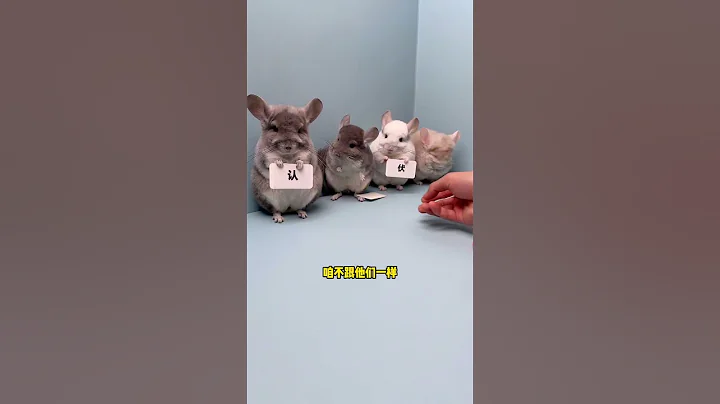 Watch the video about Xiaolongmao Should Also Admit His Guilt With An Attitude Of Confession. #Cute Pets #Long Cat #Pet D