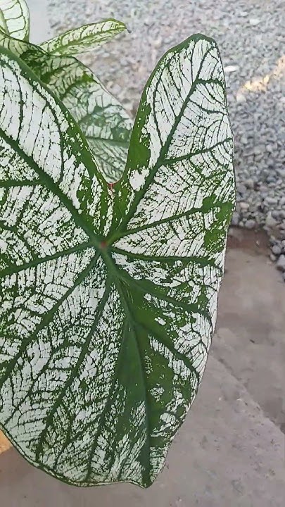 # 44 .PLANTITA #subscribe #plants - YouTube