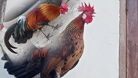 ไก่ผู้เมยขันดี ติดอำดับ1 - qaib dib qua zoo thib 1