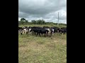 Gabiru Mestiço #garrote #boi #vacas #gado #fazenda # #garo