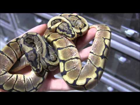 Small Spider Ball Pythons