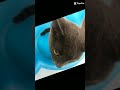 5 видео ❤️ #посчитайсколькотуткартинок #иринавип #алексейглызин