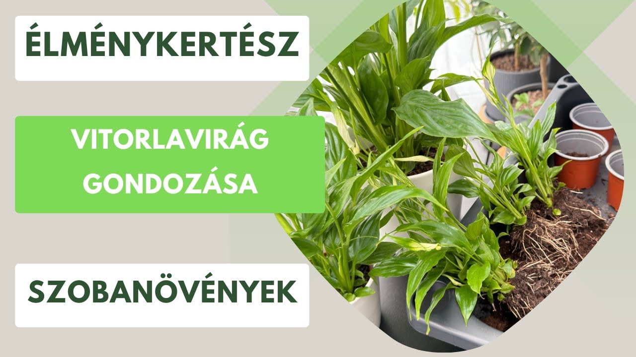 Minden amit a vitorlavirágról tudni érdemes! Godozás és ültetés🪴