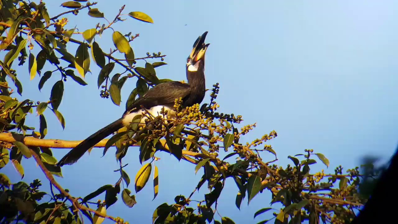 Amazing bird song or call, Oriental pied hornbill by bird guide 