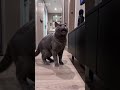 ещё видео с кошкой (блин там должна была быть Алиса :( )