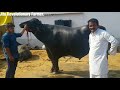 ARJUN-Super Murrah Bull, The only bull Who Salutes his Viewers. Semen Available @300 Rs.