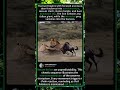 Savanna Chaos: Predator, Prey & The Unexpected Hero #NatureIsMetal #AnimalBehavior