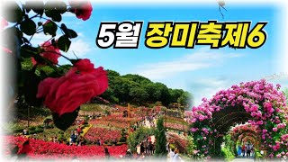 5월 지하철로 가는 수도권 장미축제 베스트6-당일치기여행#장미축제#서울#인천#부천#경기도가볼만곳