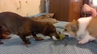 Смешные собаки - Приколы про собак | Funny Dogs 2017 (Приколы с собаками – Неудачи Испуги) Смешные собаки - Приколы про собак | Funny Dogs 2017 (Приколы с собаками – Неудачи Испуги)