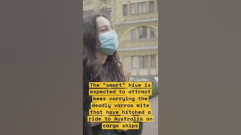 How AI-powered hives are saving Australian bees from a deadly mite