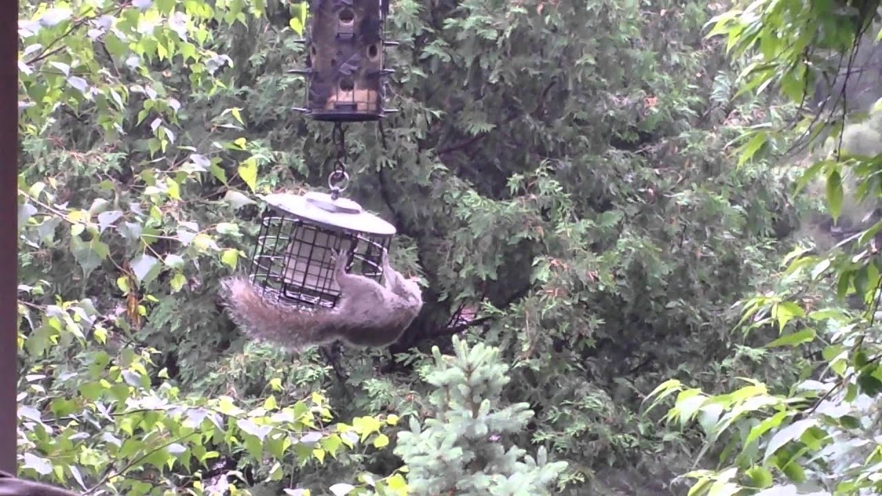 Stokes Select squirrel proof suet feeder works! YouTube