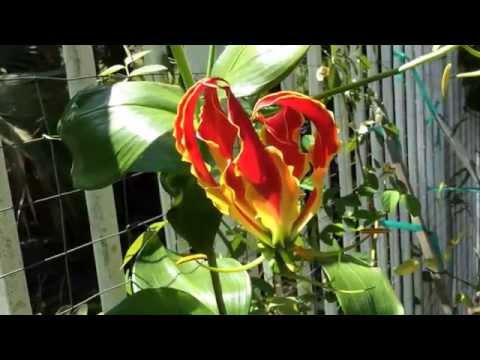 Video: Gloriosa (32 Foto's): Kenmerken Van De Soorten Rothschild Gloriosa En Magnifiek, Kenmerken Van Planten En Verzorgen Thuis