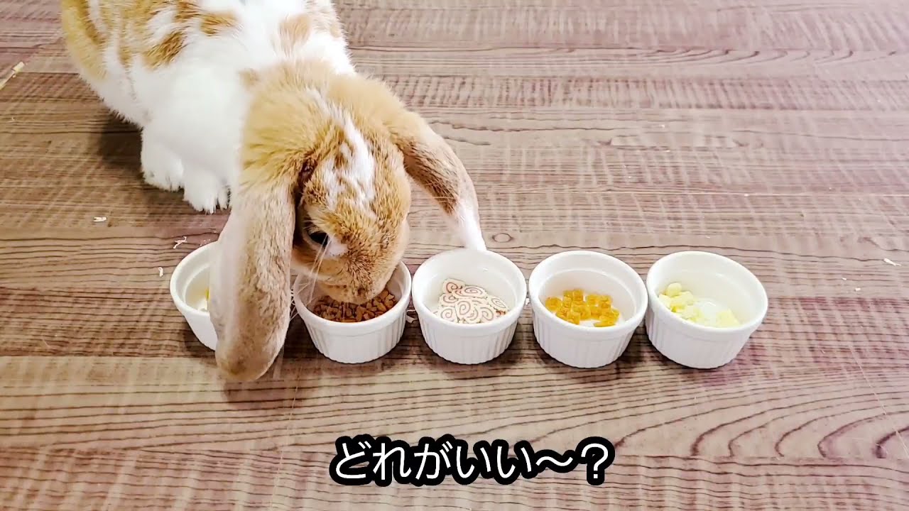 うさぎ 7 人気のおやつ ５種類をあげた反応がこちら Youtube