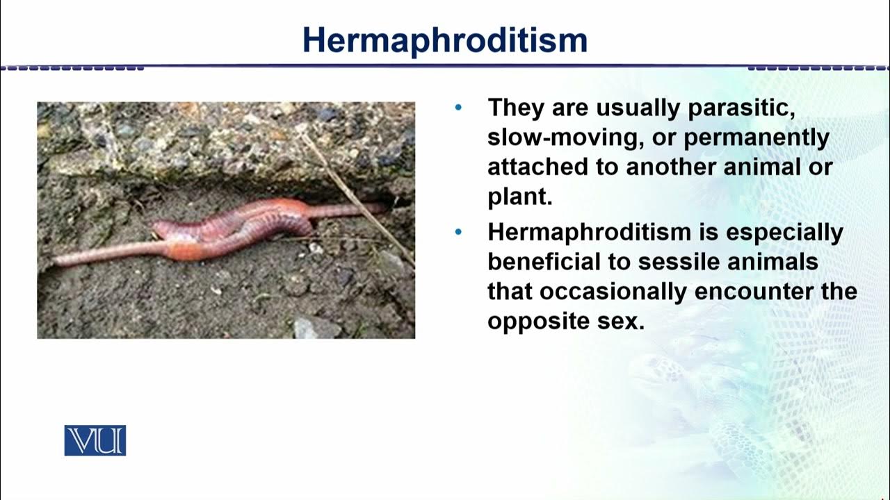 Hermaphroditism animal form function 2 theory zoo517t topic123