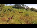 Harmonia (Cardenas, Nicaragua)  - drone footage