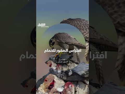 افتراس الصقور للحمام