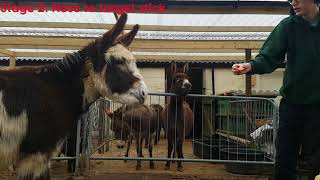 Donkey Target Training
