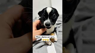 Download Lagu Thor, dame un grrr..🤣🤣🤣 #chihuahua #thor #caine #catel #amuzant #comedie MP3 Download Lagu Thor, dame un grrr..🤣🤣🤣 #chihuahua #thor #caine #catel #amuzant #comedie MP3