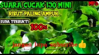 suara cucak ijo mini dan ijo big ribut ampuh buat mikat di pedalaman hutan👍👍