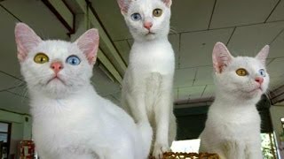 Animal Planet  :  Cats 101  ~ Khao Manee by Movies4U 169,859 views 10 years ago 3 minutes, 44 seconds