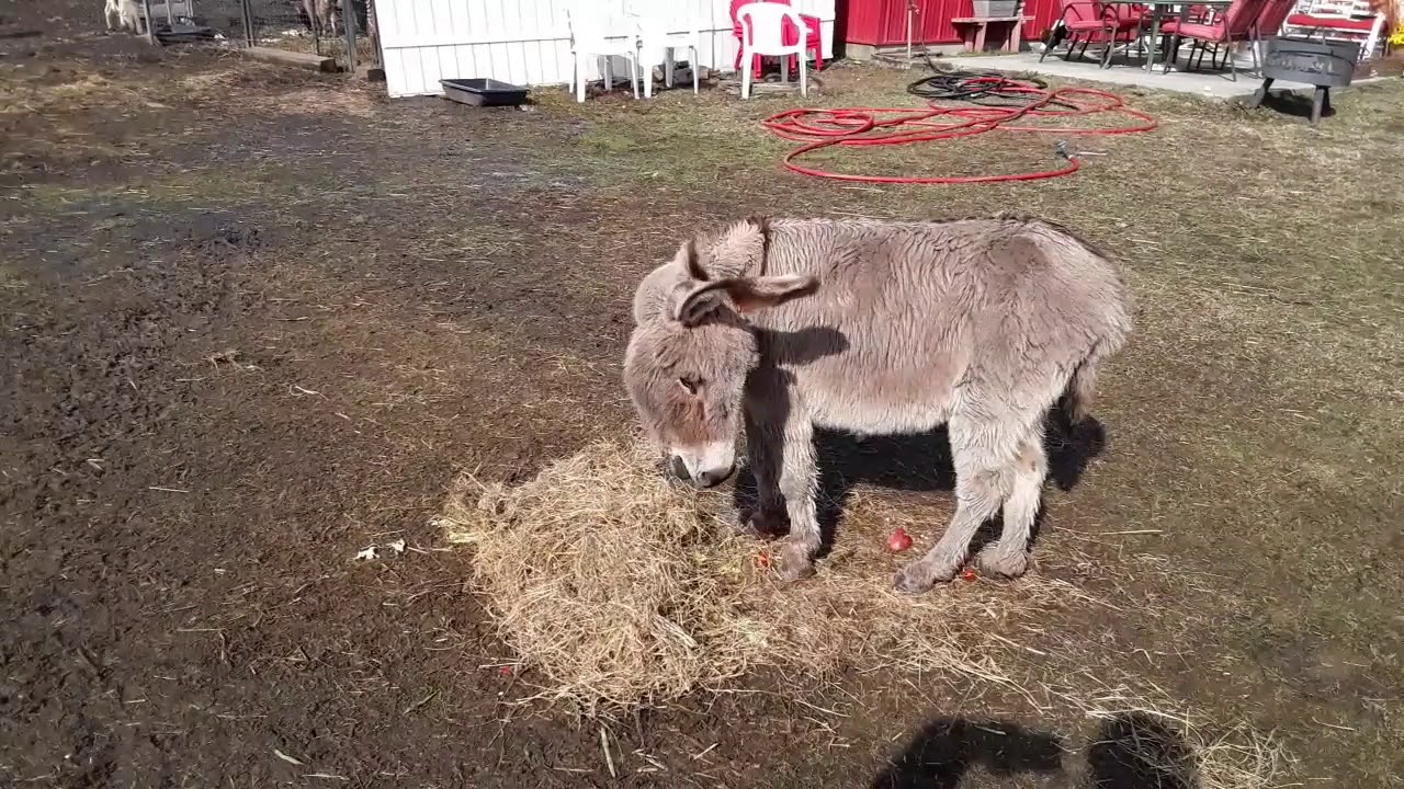 Visiting Build An Ark  Animal  Rescue  in Ellijay GA YouTube