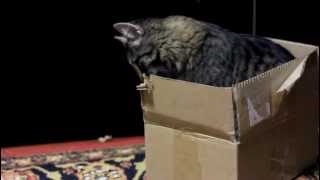 Кот грызет коробку/Cat chews a box