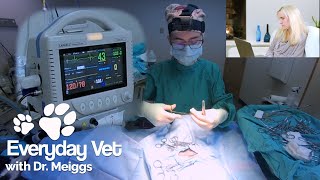 Dog Neuter Surgery | A walkthrough of the surgical procedure