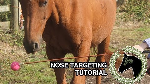 Teach nose targeting to your horse | Clicker training