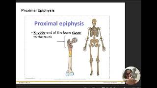 Chapter 7 Bones and Long bone 1
