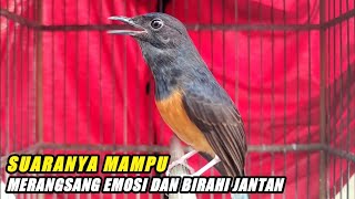 MURAI BETINA GACOR MEMANGGIL JANTAN AGAR CEPAT GACOR DAN BONGKAR ISIAN