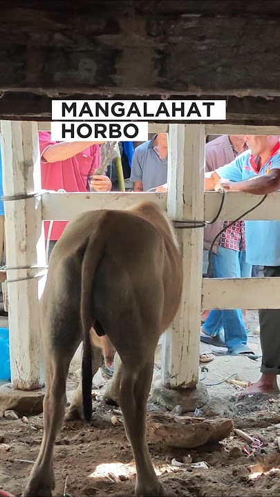 Mangalahat Horbo, Bonan Dolok, Sianjur Mulamula, Samosir #laketoba360 #tradisibatak #sumut #travel