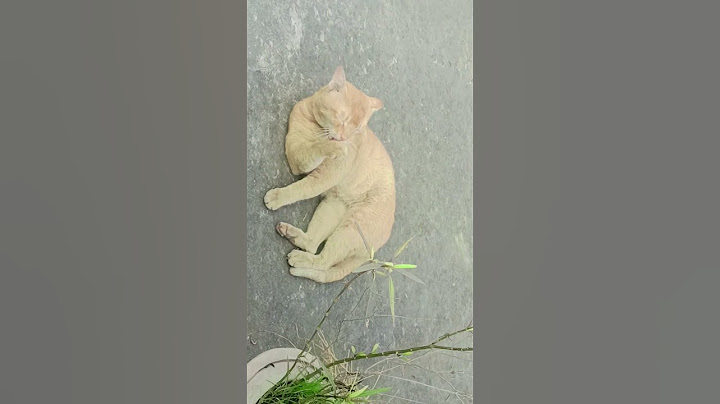 Pyaar  dhoondhne nikli thi, Billi mil gai ...ab aur kya chy?#meribilli #purrfectlove #youtubeshorts