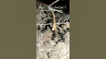 سورة النمل. 🐜❤️ #quran #القرآن_الكريم #راحة_نفسية #حالات_واتس #اكسبلور