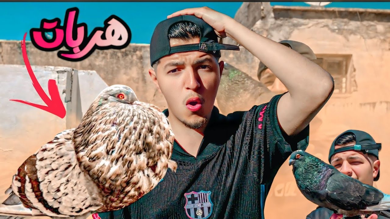 واش هذه هي نهايه قصه الحمامه النحاسيه 🥹 طلقت الذكر الجديد يطير ❤️