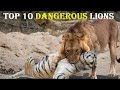 Top 10 Most Dangerous Lions in History - Lion VS Tiger Real Fighting Cases