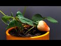Strawberry time lapse compilation - 115 days of growing