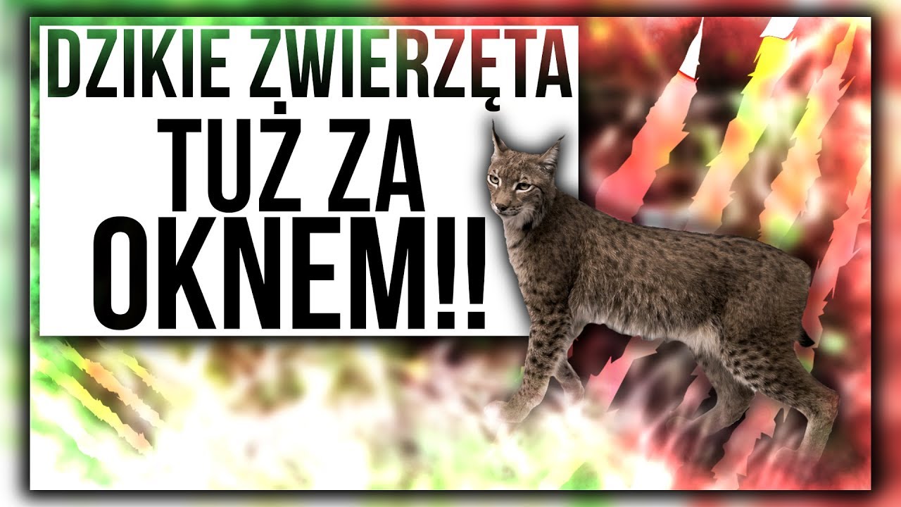 DZIKIE ZWIERZĘTA TUŻ ZA OKNEM🐱 /Dom na Florydzie/203