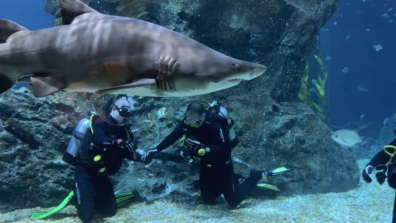 ดำน้ำกับปลาฉลาม Diving with Shark at Sea Life Bangkok Ocean World